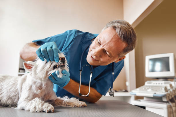 Best Tooth Infection Emergency Dentist  in Brielle, NJ
